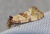 Cochylis molliculana